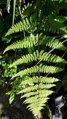 Hypolepis rufobarbata