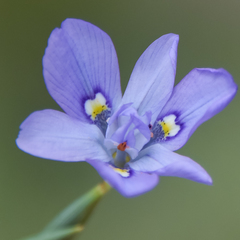 Moraea inclinata