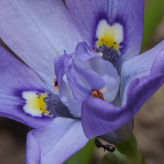 Moraea inclinata
