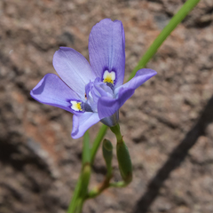 Moraea inclinata