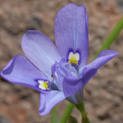 Moraea inclinata