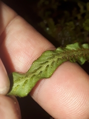 Notogrammitis pseudociliata