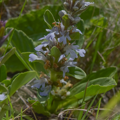 Ajuga ophrydis
