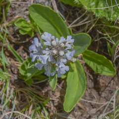 Ajuga ophrydis