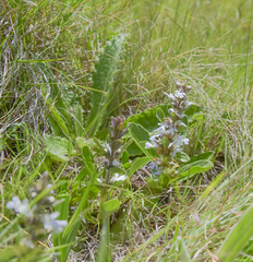 Ajuga ophrydis