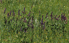 Salvia deserta