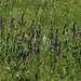 Salvia deserta - Photo (c) svetlanaagafonova, vissa rättigheter förbehållna (CC BY-NC), uppladdad av svetlanaagafonova