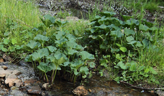 Petasites radiatus