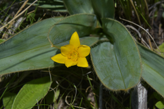 Hypoxis costata