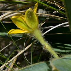 Hypoxis costata