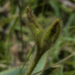 Hypoxis costata
