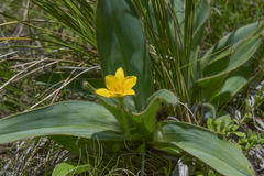 Hypoxis costata