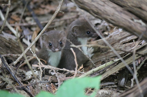 American Ermine, Ontario, CA, photo 10 of 10