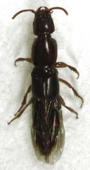 Maorothius volans
