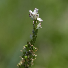 Drimia macrocentra