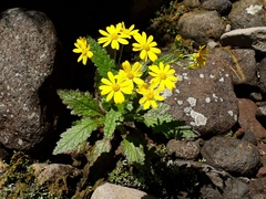 Senecio rufiglandulosus