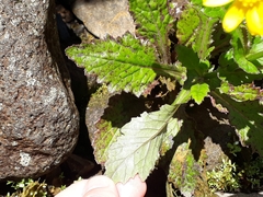Senecio rufiglandulosus