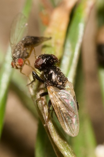 Ulidia erythrophthalma thumbnail