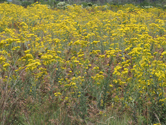 Senecio subcanescens
