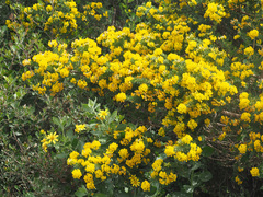 Aspalathus excelsa