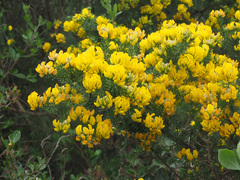 Aspalathus excelsa