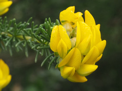 Aspalathus excelsa