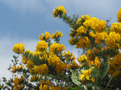 Aspalathus excelsa