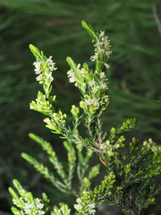 Passerina paleacea
