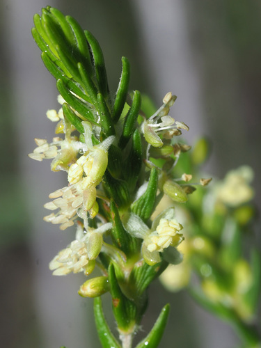 Passerina paleacea Wikstr.