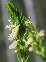 Passerina paleacea