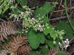 Pelargonium papilionaceum