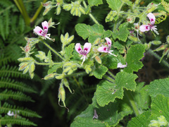 Pelargonium papilionaceum