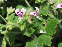 Pelargonium papilionaceum
