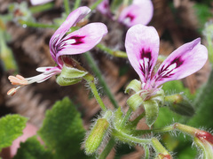 Pelargonium papilionaceum