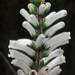 Erica perspicua latifolia - Photo (c) Felix Riegel,  זכויות יוצרים חלקיות (CC BY-NC), הועלה על ידי Felix Riegel