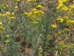 Senecio subcanescens