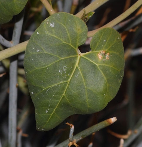 Pergularia daemia subsp. garipensis image