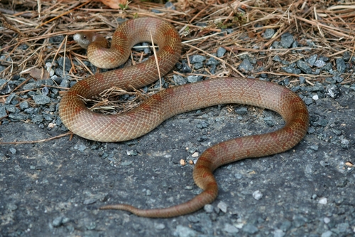 Mole Kingsnake