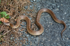Mole Kingsnake photo 4