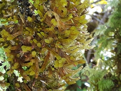 Cladomnion ericoides