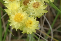 Helichrysum appendiculatum