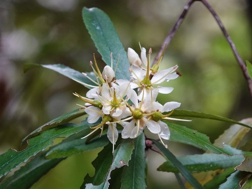 Tawari (Ixerba brexioides)
