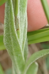 Helichrysum appendiculatum