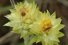 Helichrysum appendiculatum