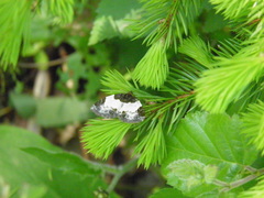 Mesoleuca albicillata