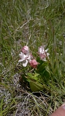 Asclepias humilis
