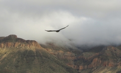Aquila spilogaster