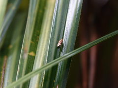 Pyrgotis plinthoglypta