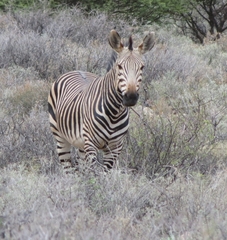 Equus zebra hartmannae