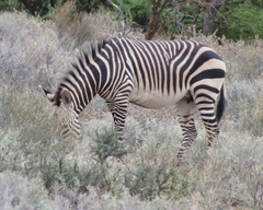 Equus zebra hartmannae